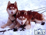 snowdogs01