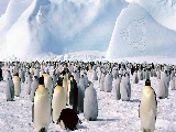 kubuntu_penguins-1920x1080