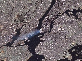 tapety_cywilizacja_20010911_WTC_Satellite