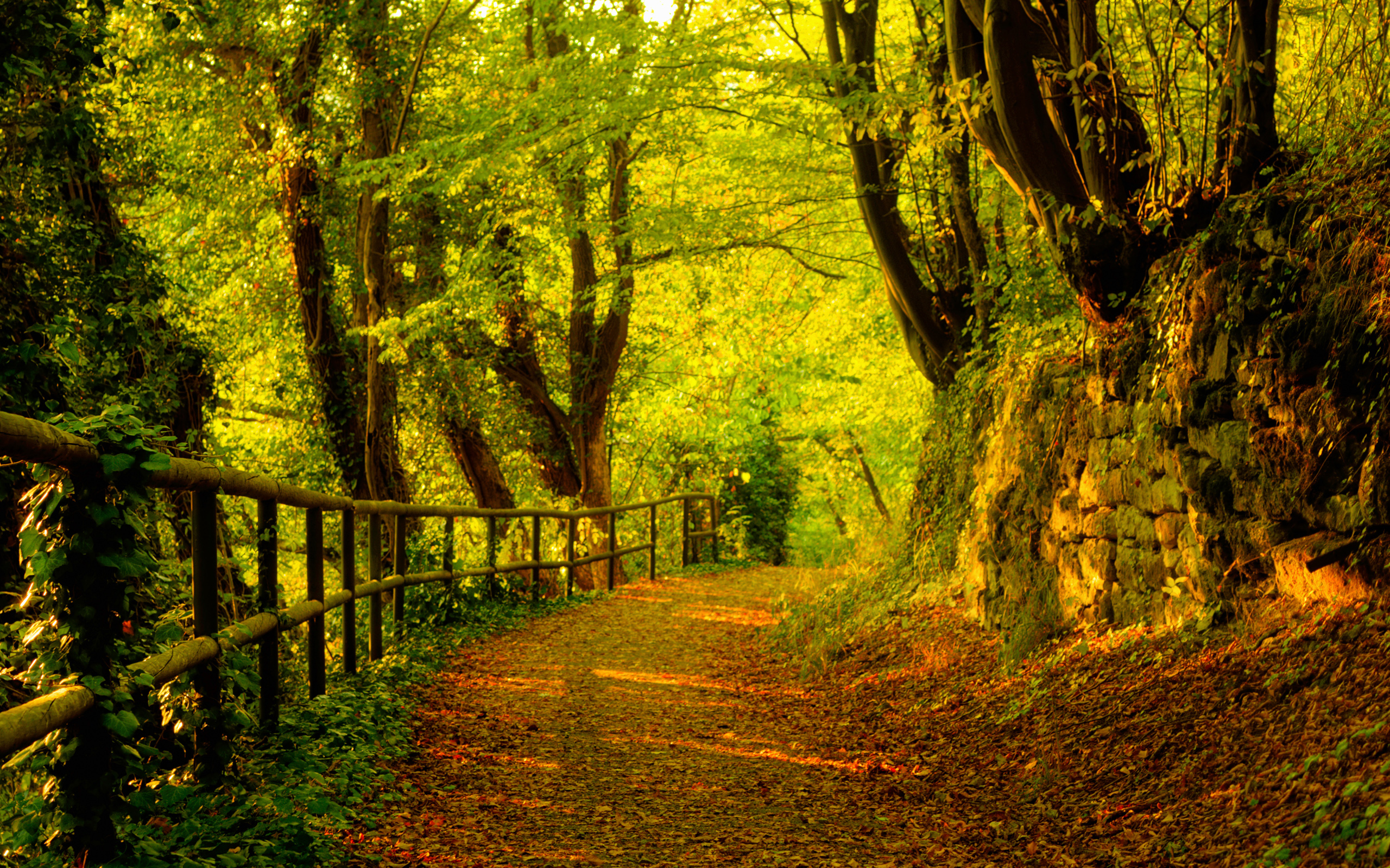 krajobrazy - lasy - jesien_2560x1600_003-2