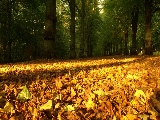 autumn_carpet-1920x1080