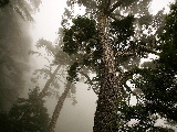 tree_and_fog-1920x1080