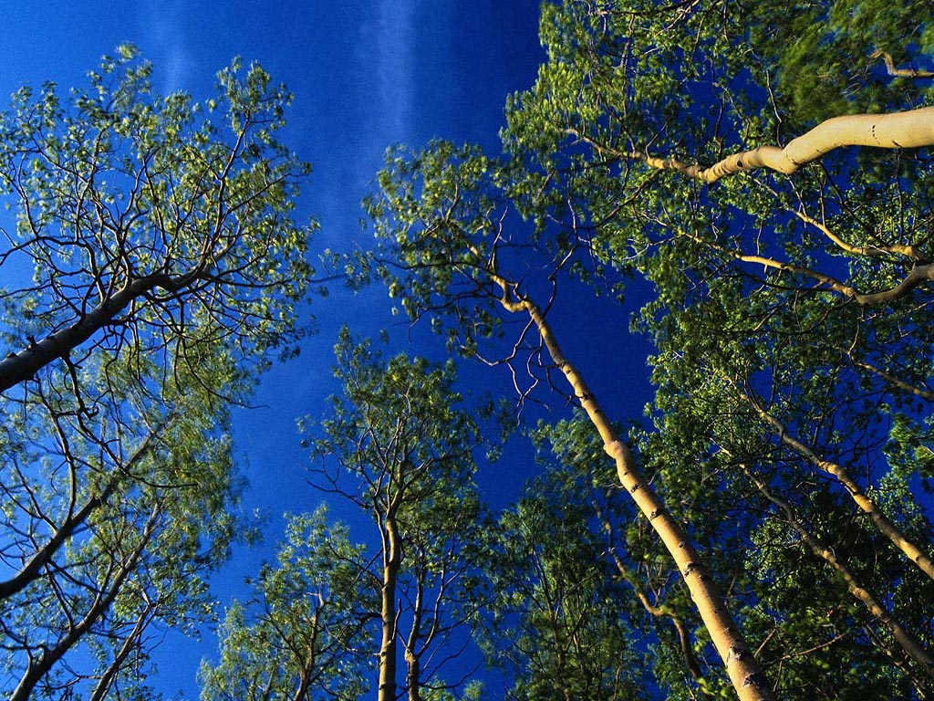 krajobrazy - lasy - tree_1