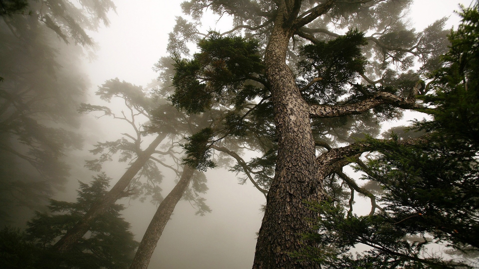 krajobrazy - lasy - tree_and_fog-1920x1080