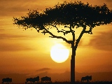 blue_wildebeests_at_sunrise-1920x1200