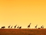 giraffe_4