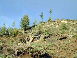 Royal_Marines_31_Afghanistan