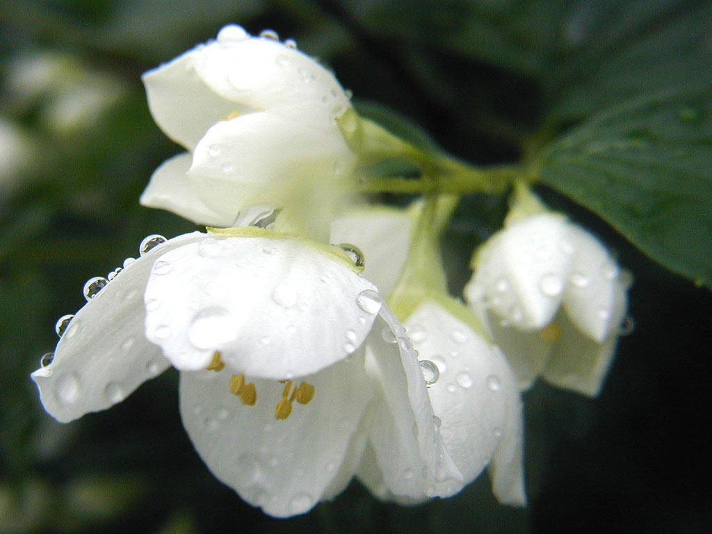 przyroda - kwiaty - biel