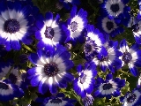 blue-flowersb