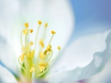 inside_a_white_flower-1920x1080