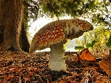 mushroom_macro-1920x1080