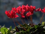 red-flowersb