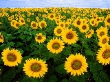 sunflowerb