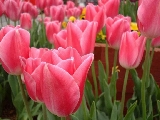 tulipsb
