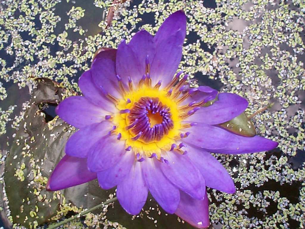 przyroda - kwiaty - water-lilyb