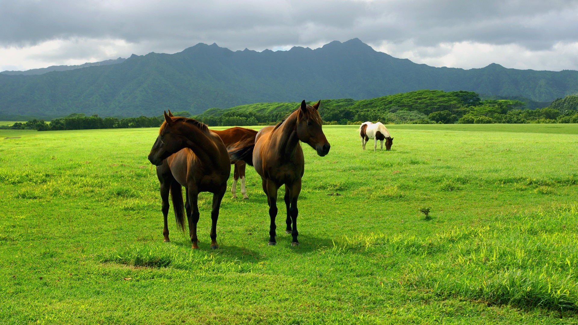 zwierzeta - konie - horses_on_the_field-1920x1080