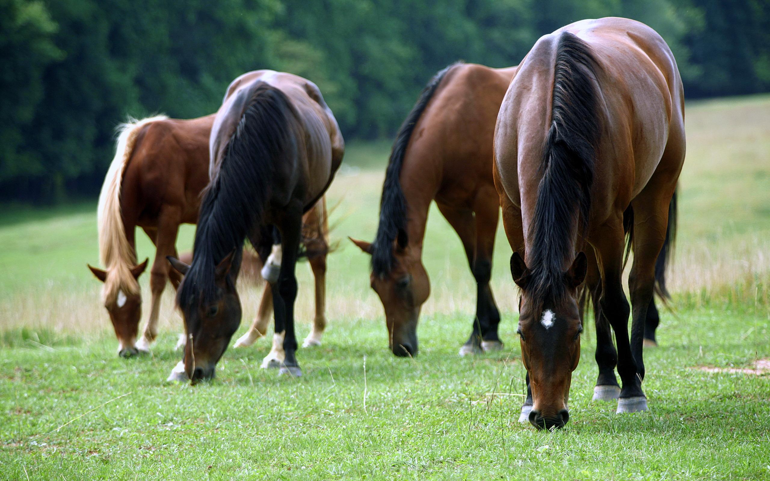 zwierzeta - konie - konie_jedzace_trawe