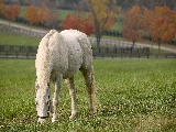 beautiful_white_horse-2560x1600