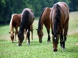 konie_jedzace_trawe