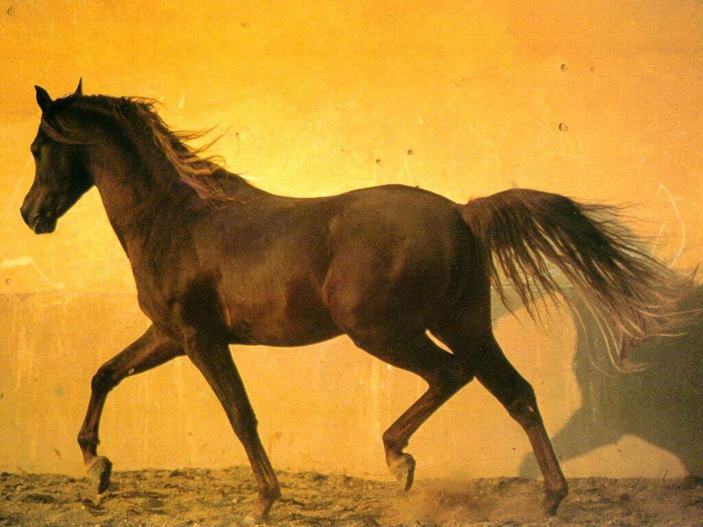 zwierzeta - konie - tapetki_konie_002