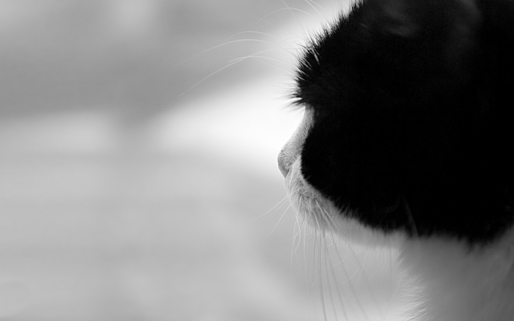 zwierzeta - koty - black_cat_meditating-1680x1050