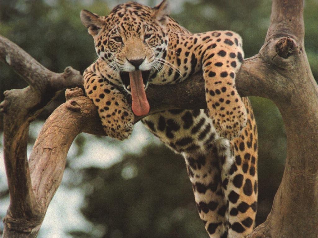 zwierzeta - koty - leopard_001