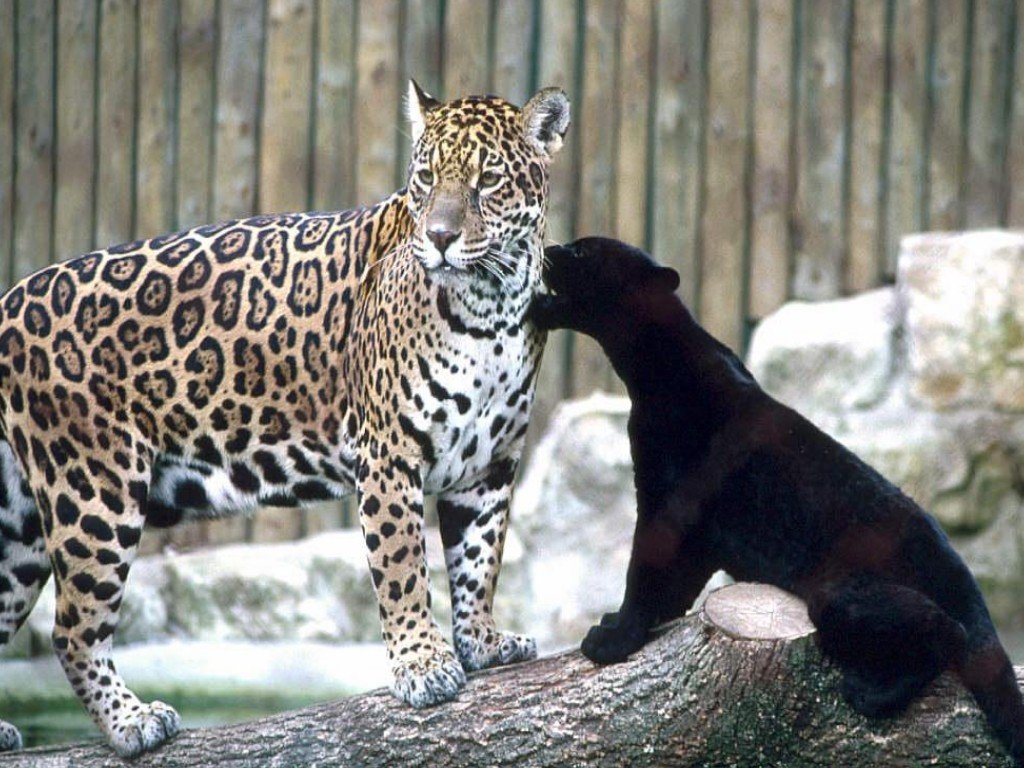 zwierzeta - koty - leopard_003