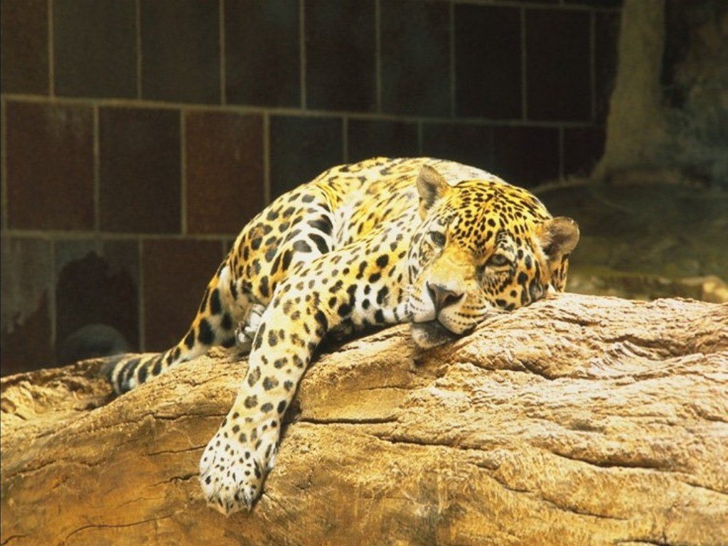 zwierzeta - koty - leopard_004