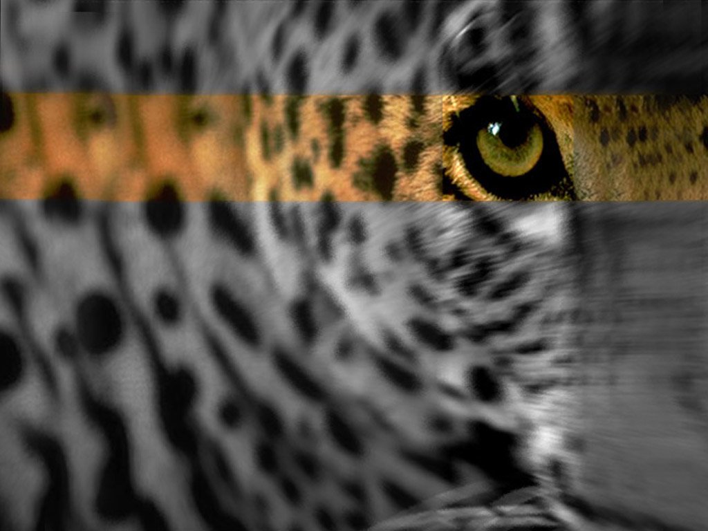 zwierzeta - koty - leopard_009