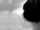 black_cat_meditating-1680x1050