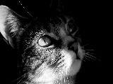 cat_close_up-1280x800