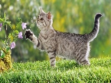 cat_reaching_for_flower-1920x1080