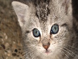 grey_cat_with_blue_eyes-1920x1080