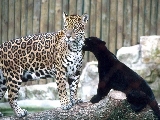 leopard_003
