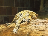 leopard_004