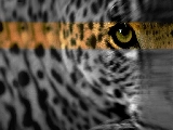 leopard_009