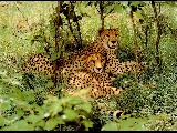 leopard_010