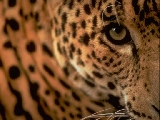 leopard_013
