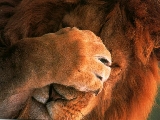 lion_1