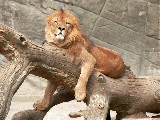 lions_002