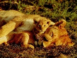 lions_003