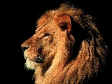lions_004