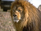 lions_008