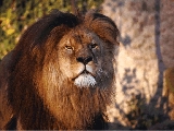 lions_012