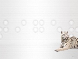 platinum_tiger-2560x1600