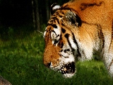 portrait_of_a_tiger-1920x1200