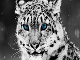 snow_leopard-1920x1080
