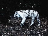 stalking_tiger-other
