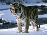 tiger_10