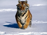 tiger_2